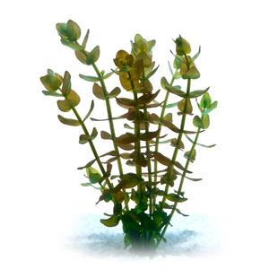 Pisces Bacopa Live Plant