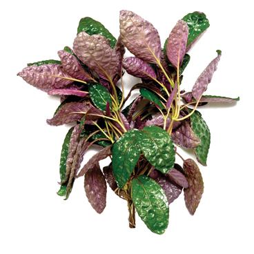 Pisces Purple Waffle Live Plant