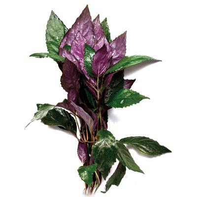 Pisces Purple Temple Live Plant