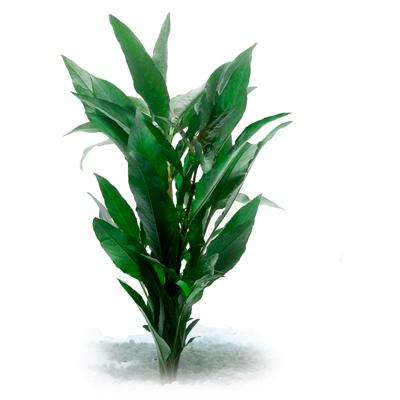 Pisces Blue Stricta Live Plant