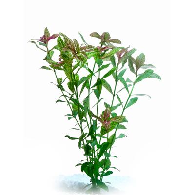 Pisces Hygrophila Live Plant