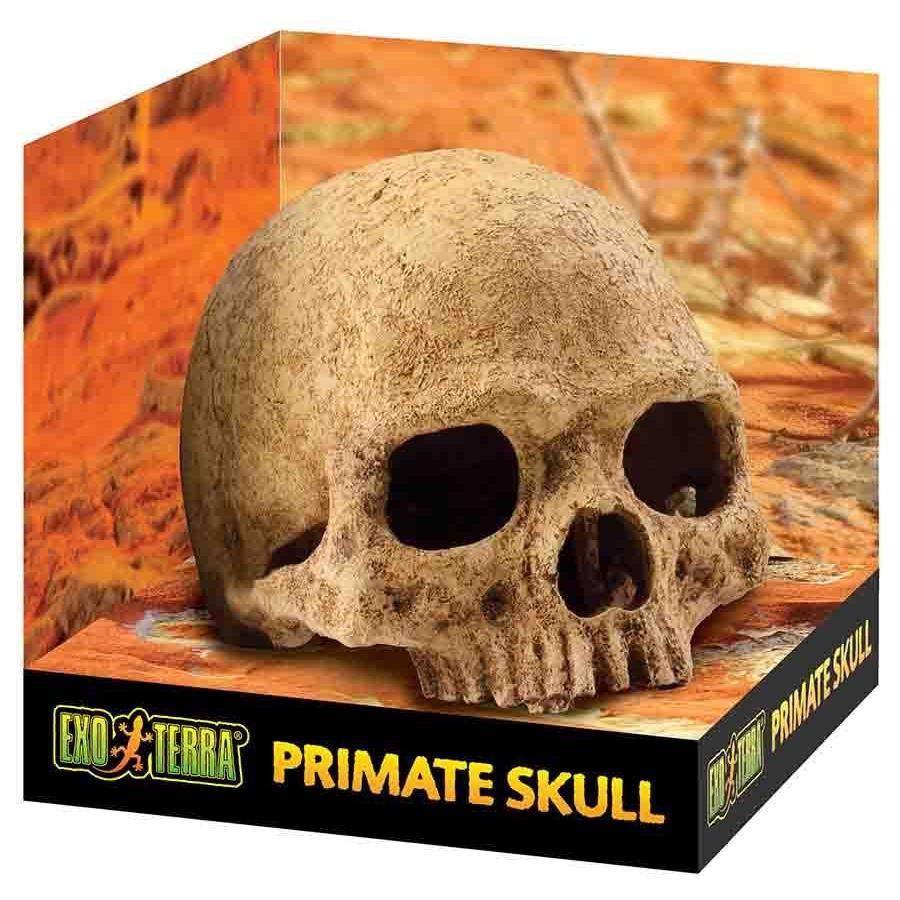 Exo Terra Primate Skull