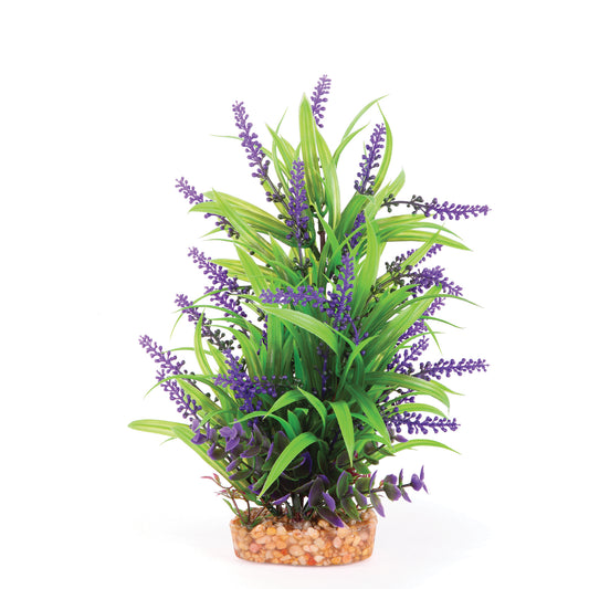 Kazoo Plant Thin Leaf with Purple Flowers - Medium