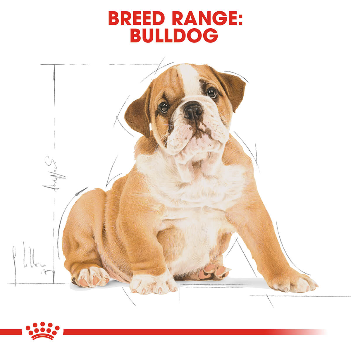 Royal Canin Bulldog Puppy Dry Dog Food 12kg (100000005439) [default_color]