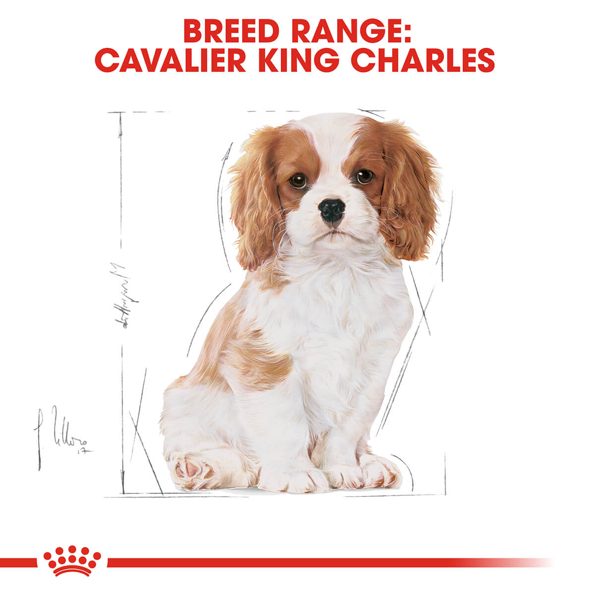 Royal Canin Cavalier King Charles Puppy Dry Dog Food 1.5kg (100000005445) [default_color]
