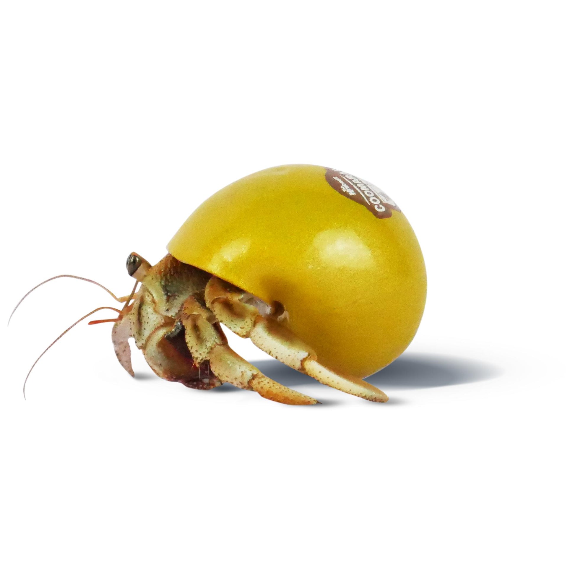 Karbooz Hermit Crabs (100000006102) [Yellow]