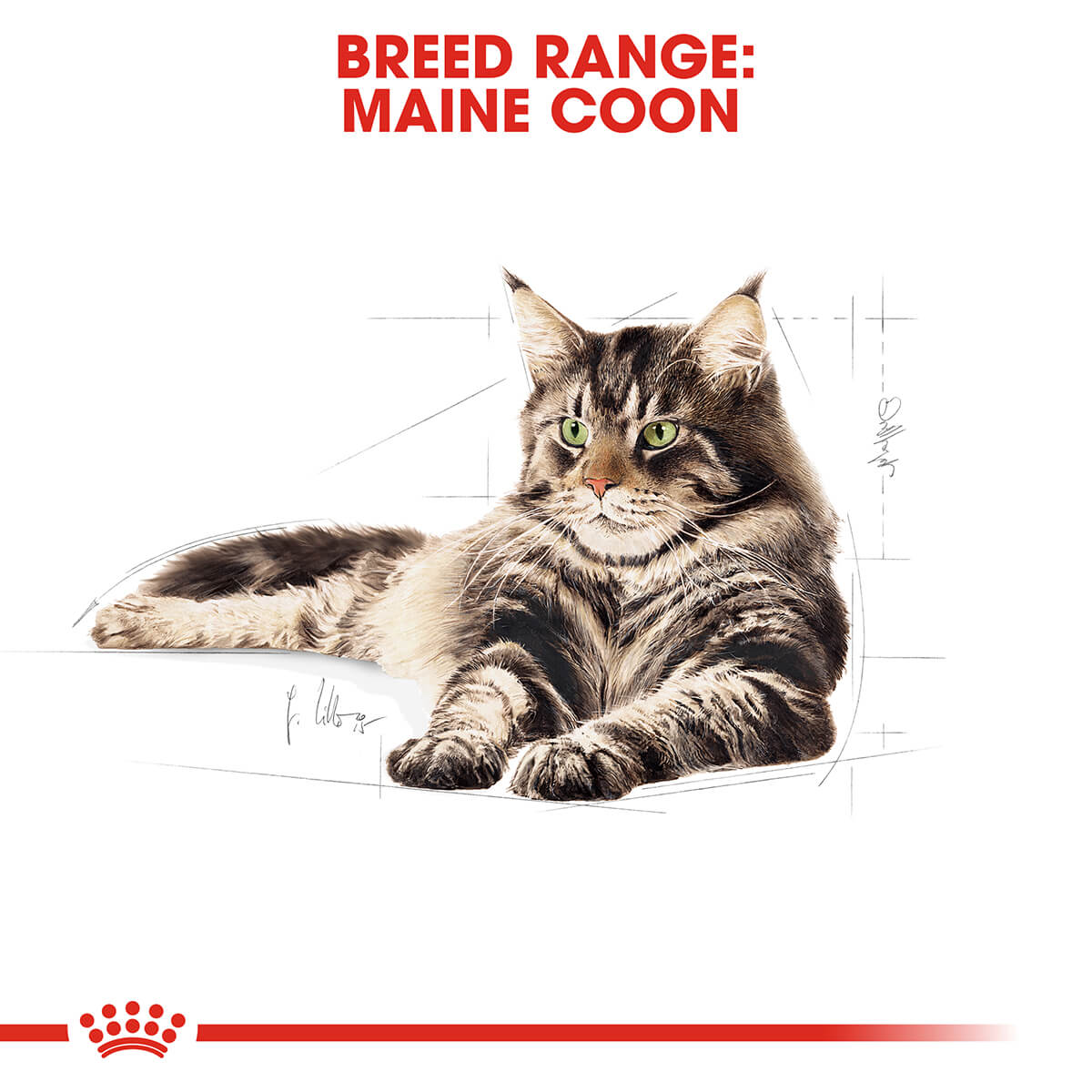 Royal Canin Maine Coon Dry Cat Food (100000007825) [default_color]