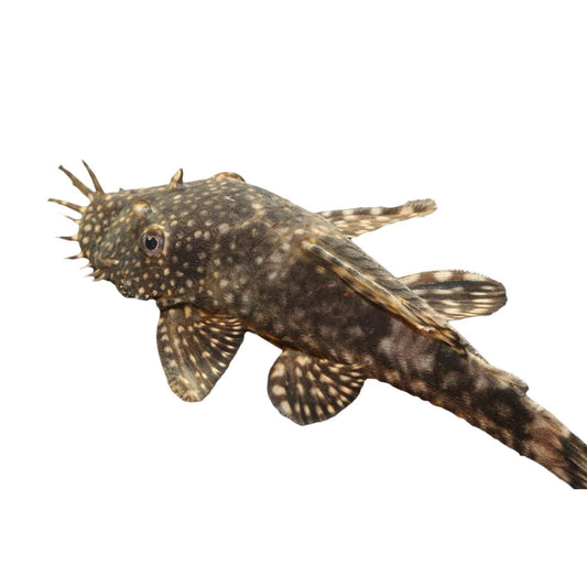 Assorted Bristlenose Fish 3cm (100000081065) [default_color]