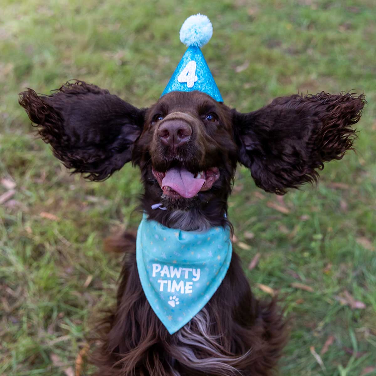 Petstock Foundation Birthday Hat and Bandana