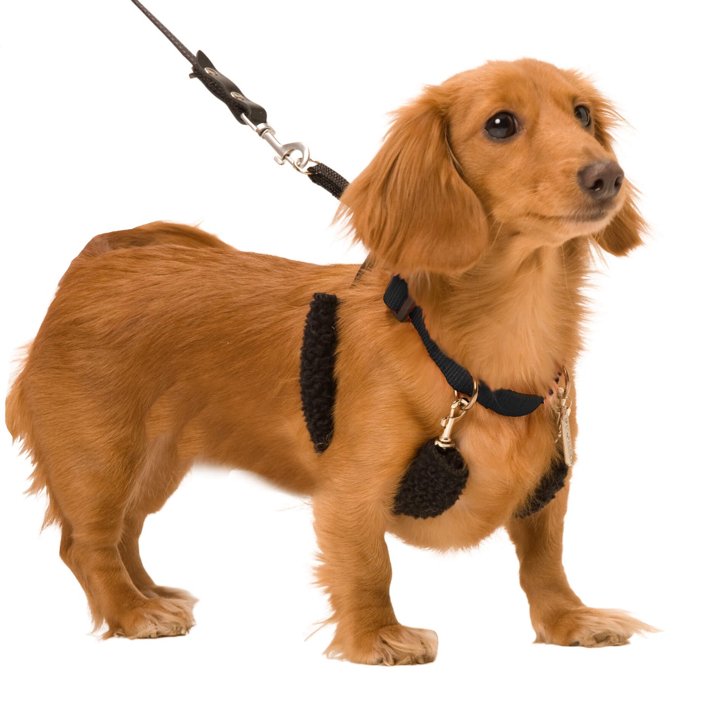 Sporn Training Halter Dog Harness