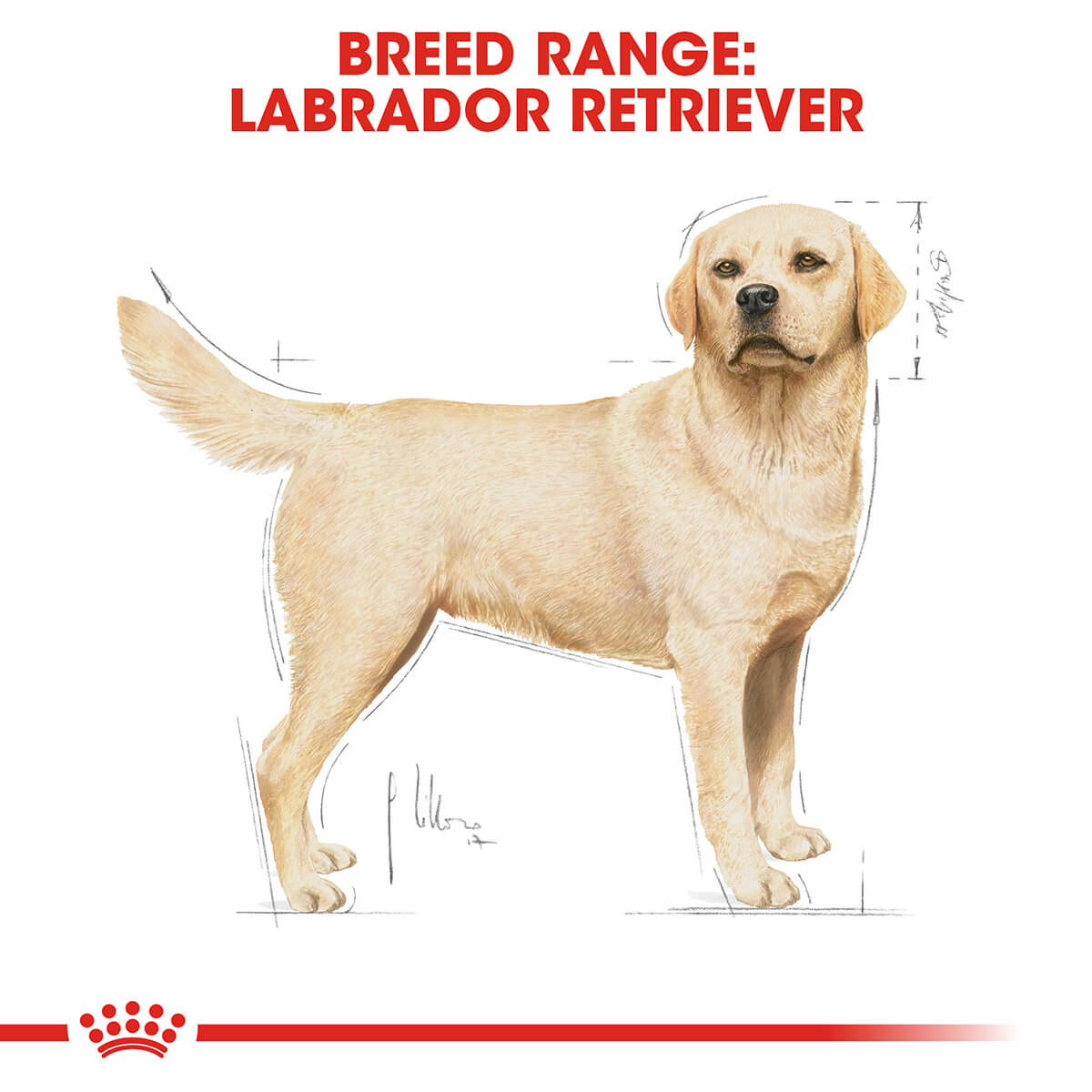 Royal Canin Labrador Retriever Adult Chicken Dry Dog Food (122725000069) [default_color]