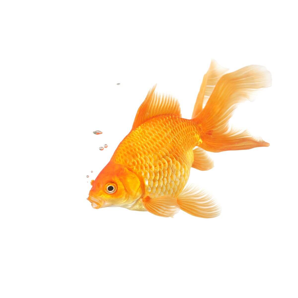 Assorted Fantail Fish (152711000451) [default_color]