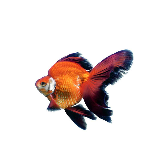 Assorted Ryukin Fish 5cm (152711000460) [default_color]