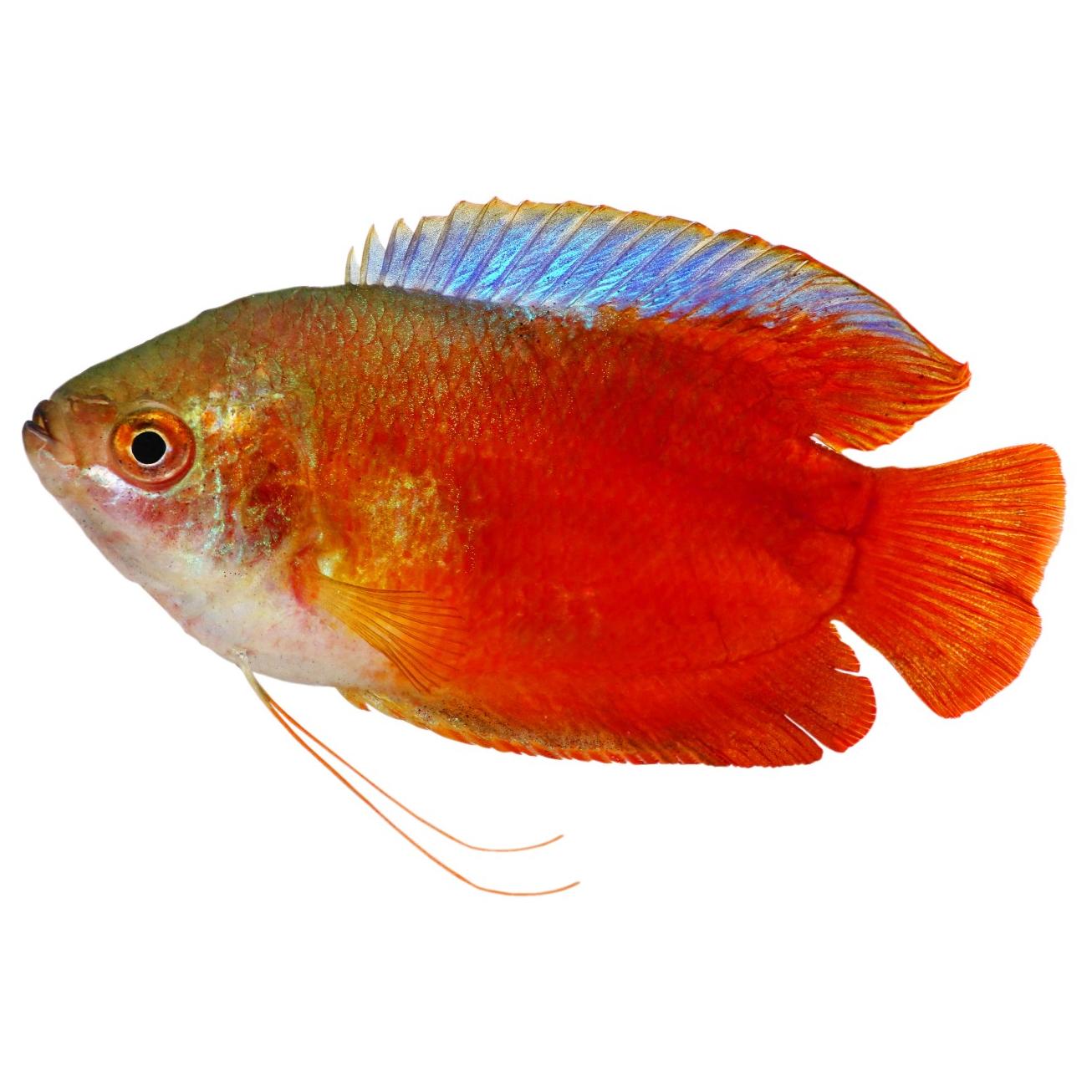 Male Flame Dwarf Gourami Fish 4.5cm