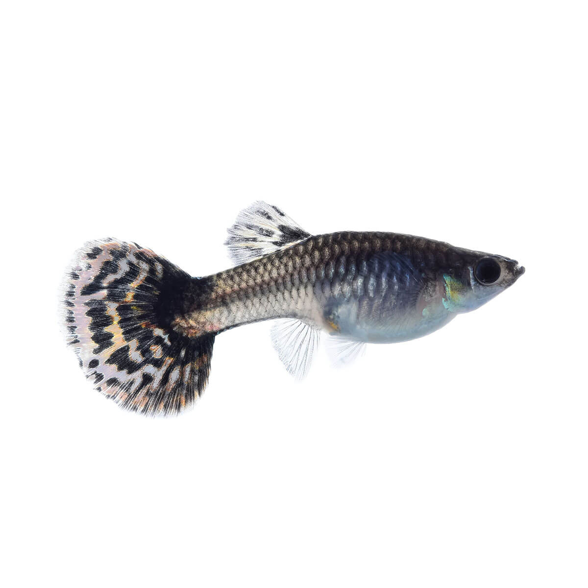 Assorted Female Guppy Fish 3.5cm (152713001591) [default_color]