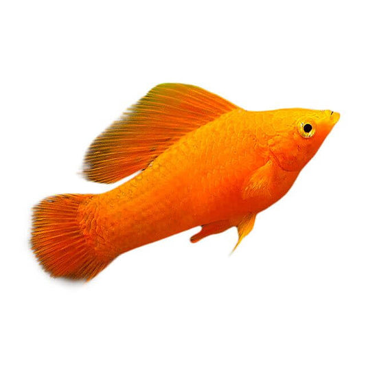 Assorted Molly Fish 5cm (152713001595) [default_color]