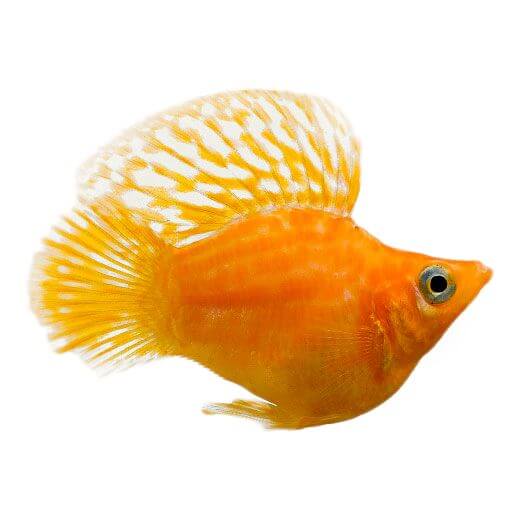 Assorted Balloon Molly Fish 3.5cm (152713001596) [default_color]