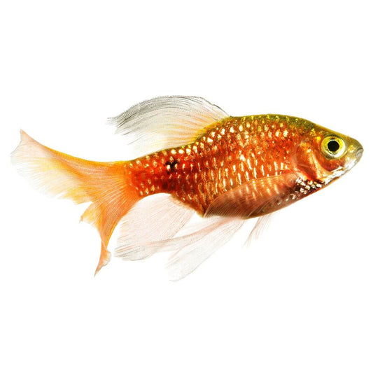 Rosy Barb Fish (152713001598) [default_color]