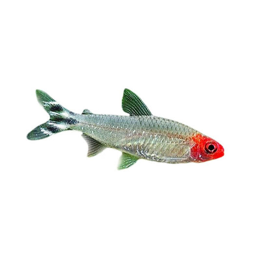 Rummynose Tetra Fish 3.5cm (152713001599) [default_color]