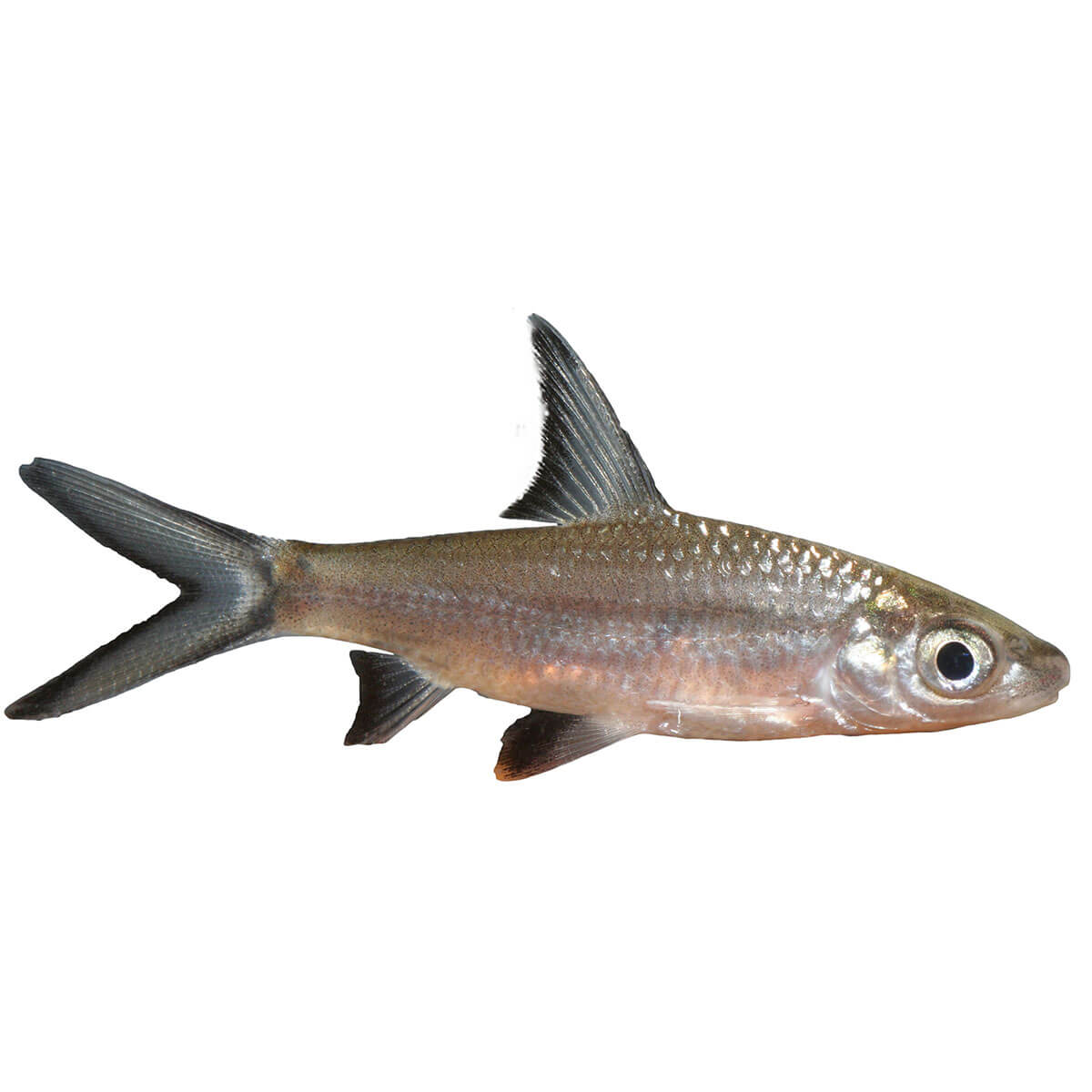 Silver Shark Fish 5cm (152713001602) [default_color]