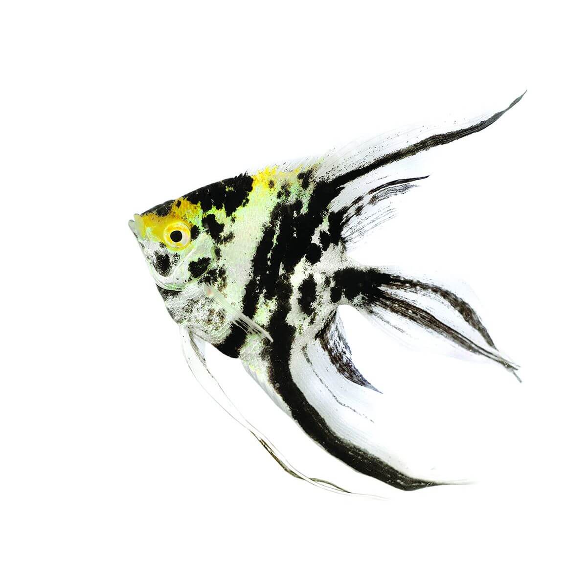 Assorted Angel Fish (152713001603) [default_color]
