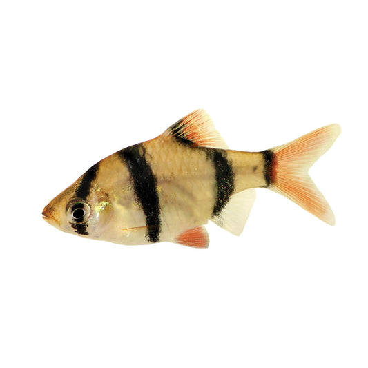 Assorted Tiger Barb Fish 3.5cm (152713001616) [default_color]