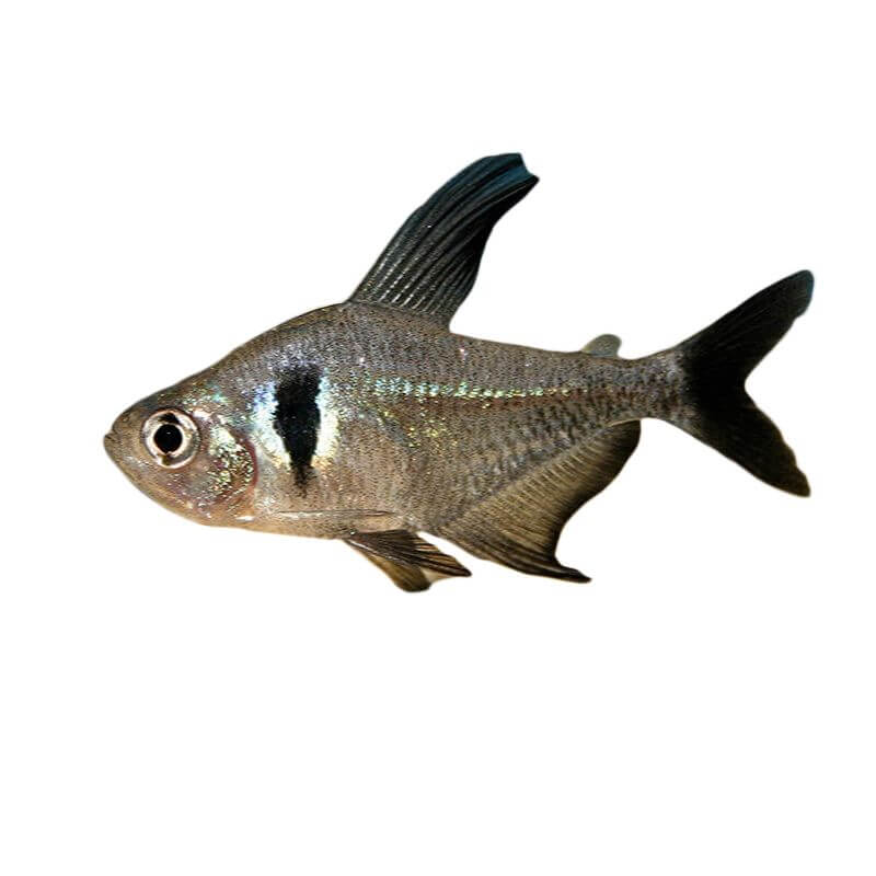 Black Phantom Tetra Fish 3cm (152713001639) [default_color]