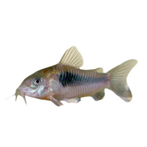 Assorted Corydoras Fish 3.5cm (152713001661) [default_color]