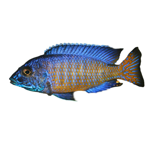 Assorted Peacock Fish 5cm (152713001663) [default_color]