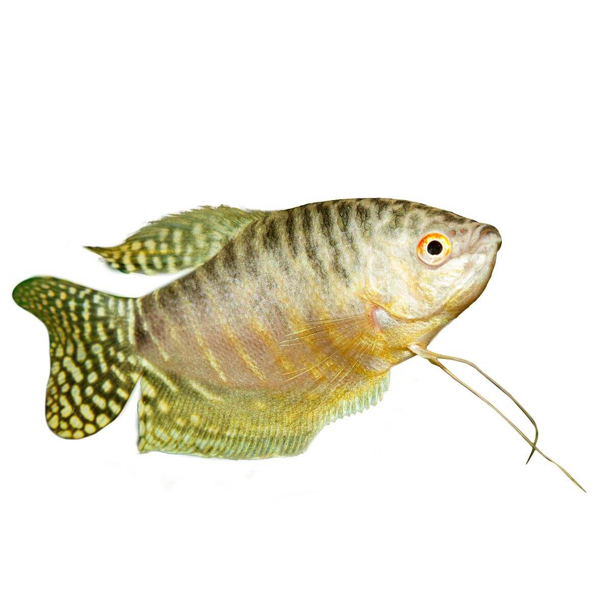 Assorted Gourami Fish 5cm (152713001665) [default_color]