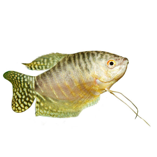 Assorted Gourami Fish 5cm (152713001665) [default_color]