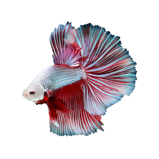 Assorted Half Moon Male Betta Fish 6cm (152713001677) [default_color]