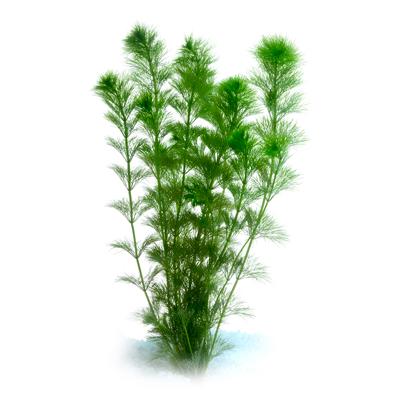 Pisces Giant Ambulia Live Plant (152911000115) [default_color]