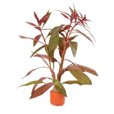 Pisces Scarlet Ludwigia Live Plant (152911000163) [default_color]